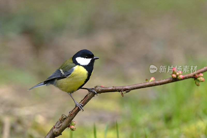 大山雀(Parus major)